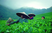 Tea field, Indonesia